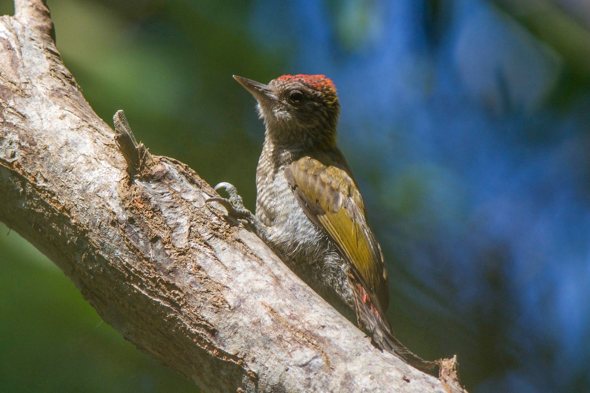 Red-rumped Woodpecker - ML86656991