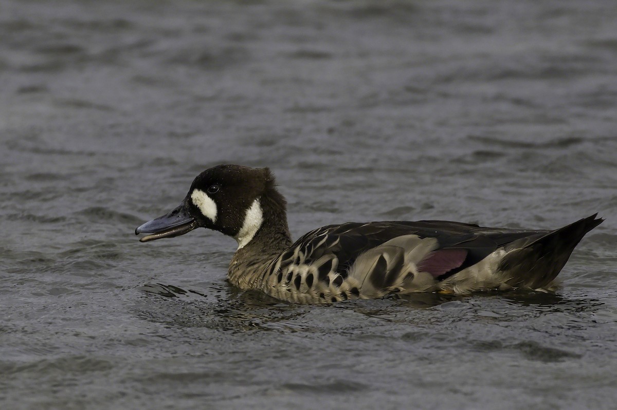 Spectacled Duck - Thomas Kallmeyer