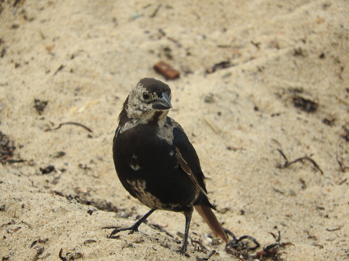 Brown-headed Cowbird - ML86661611