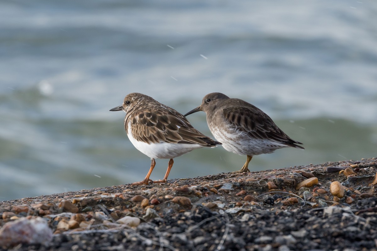 Purple Sandpiper - Lee Wallace