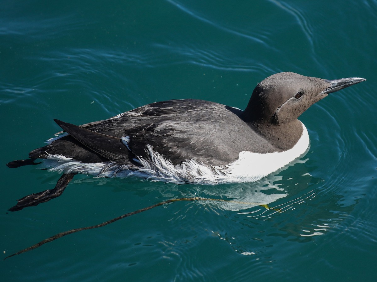 Common Murre - Bruce Aird