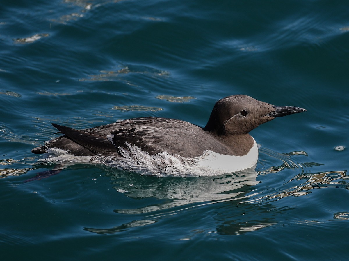 Common Murre - Bruce Aird