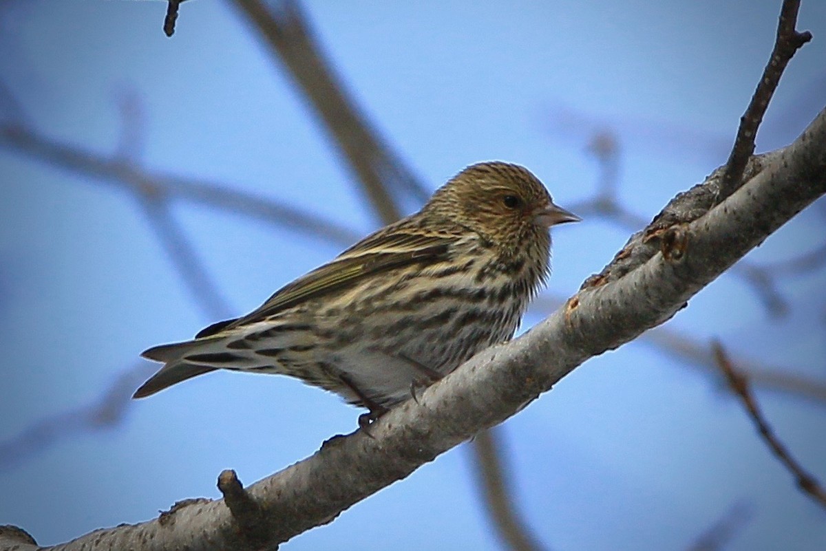 Pine Siskin - ML86668271