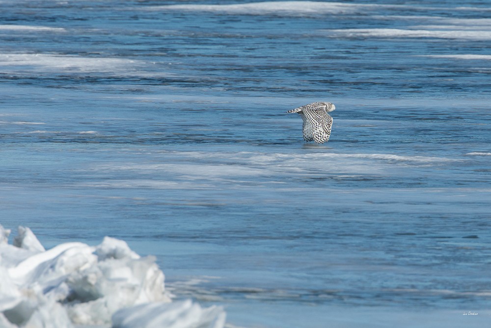 Snowy Owl - ML86668751