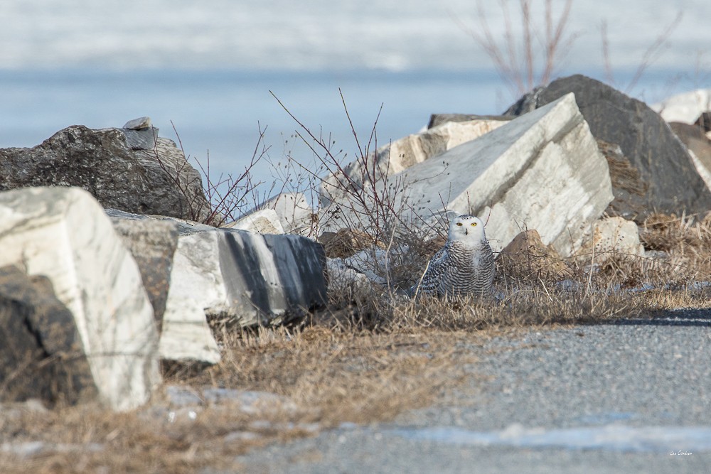 Snowy Owl - ML86668761