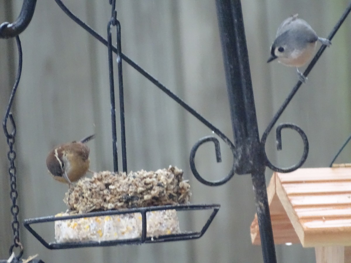 Carolina Wren - ML86670701