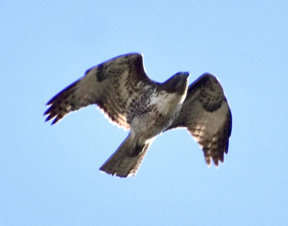 rødhalevåk - ML86670781