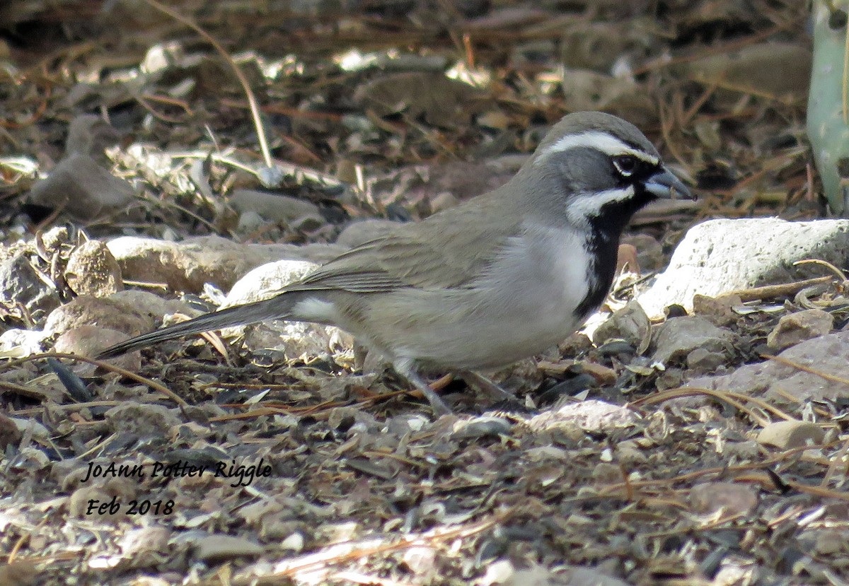 Black-throated Sparrow - JoAnn Potter Riggle 🦤