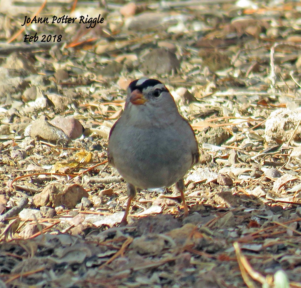 White-crowned Sparrow (Gambel's) - ML86672031