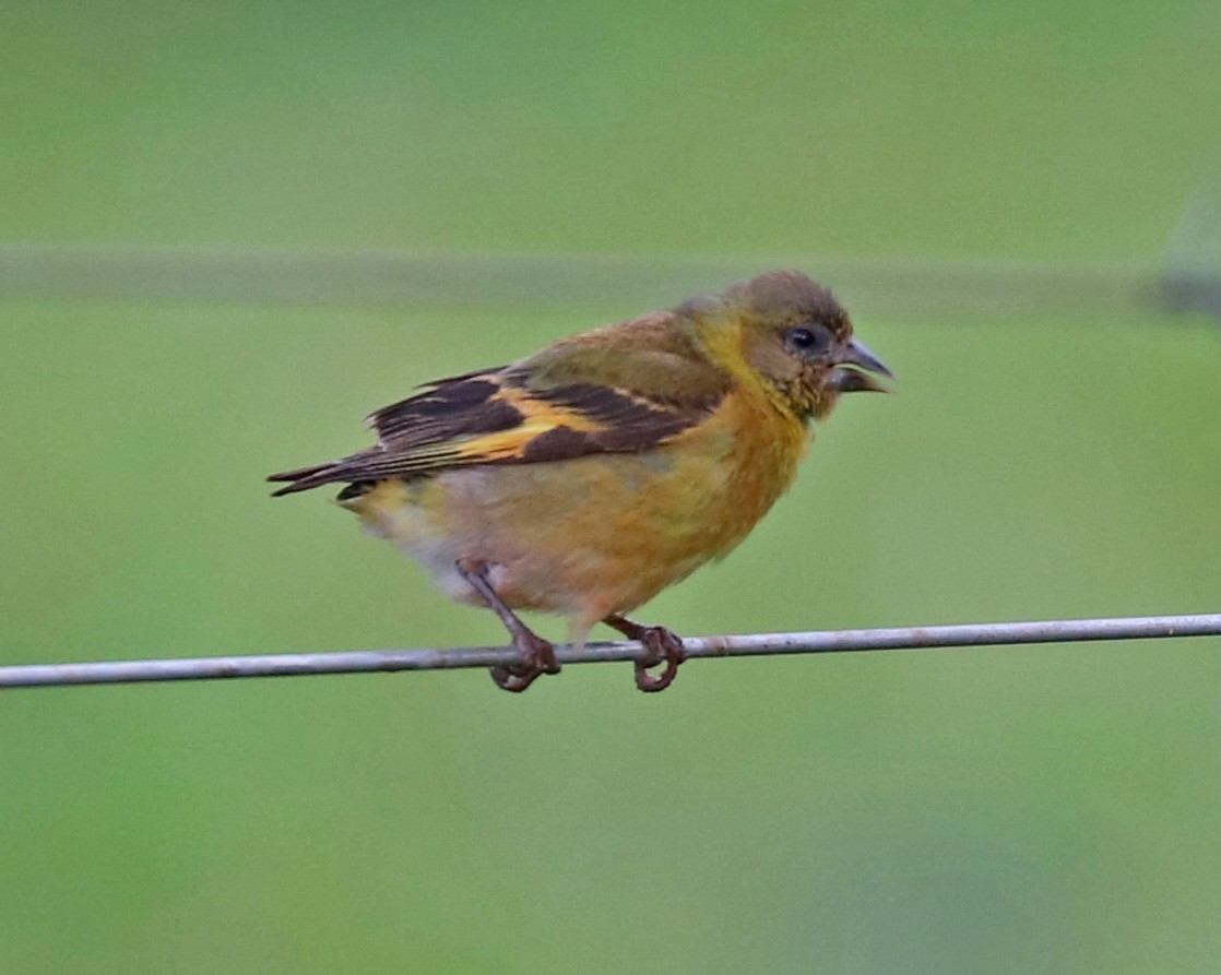 Hooded Siskin - John Bruin