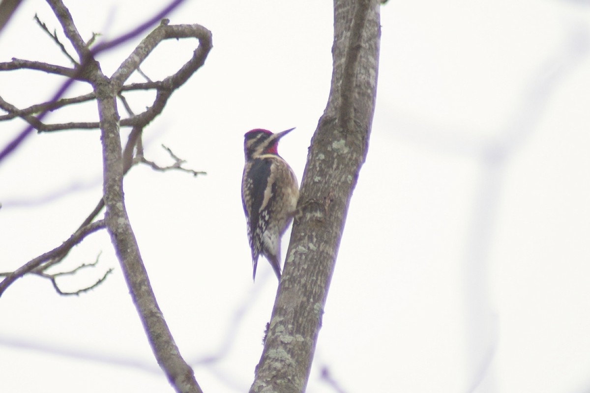 Yellow-bellied Sapsucker - ML86679771