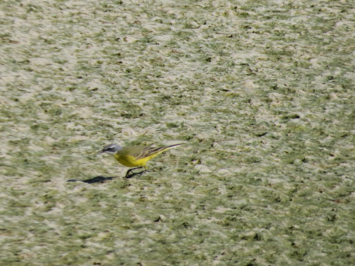 Western Yellow Wagtail - ML86682801