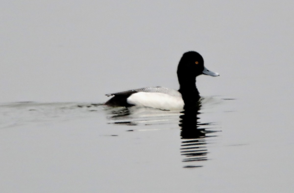 Lesser Scaup - ML86683051