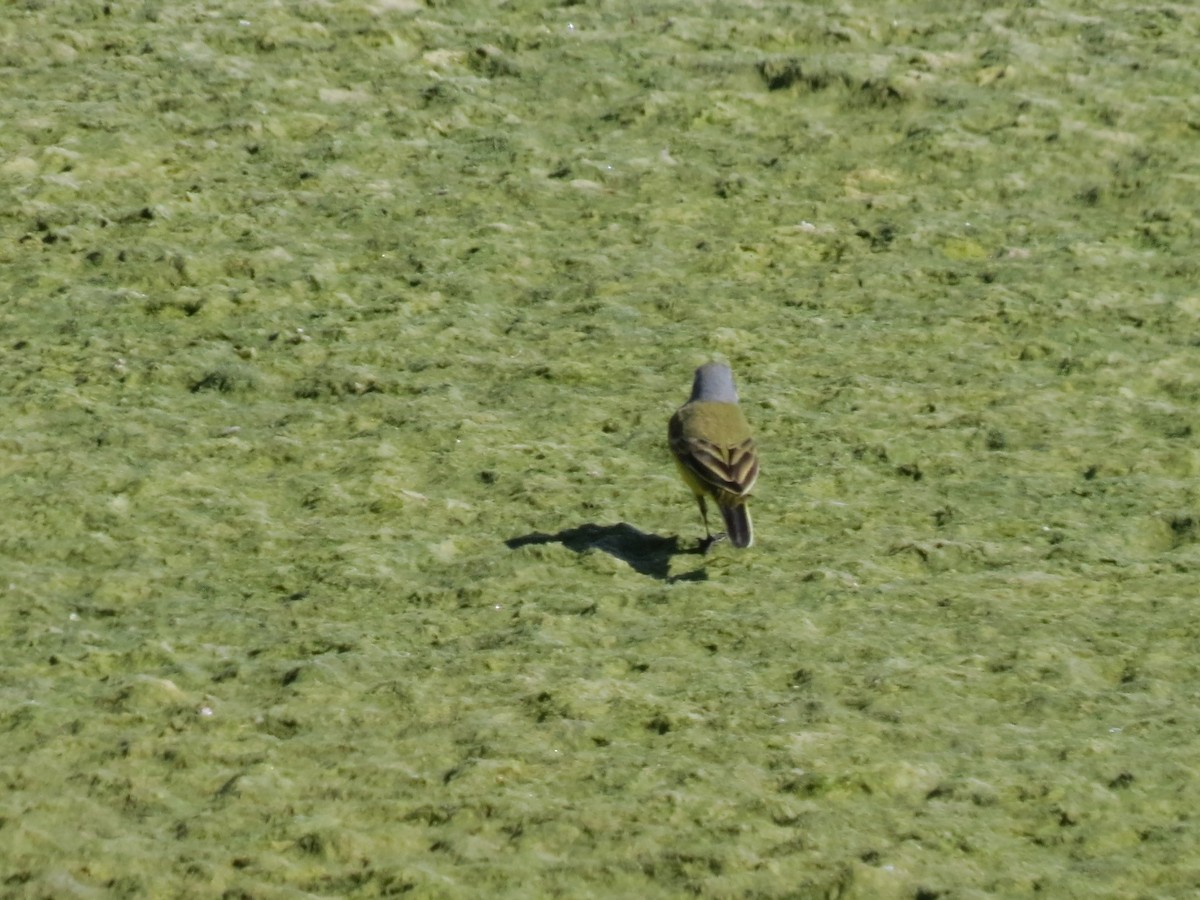 Western Yellow Wagtail - ML86684041