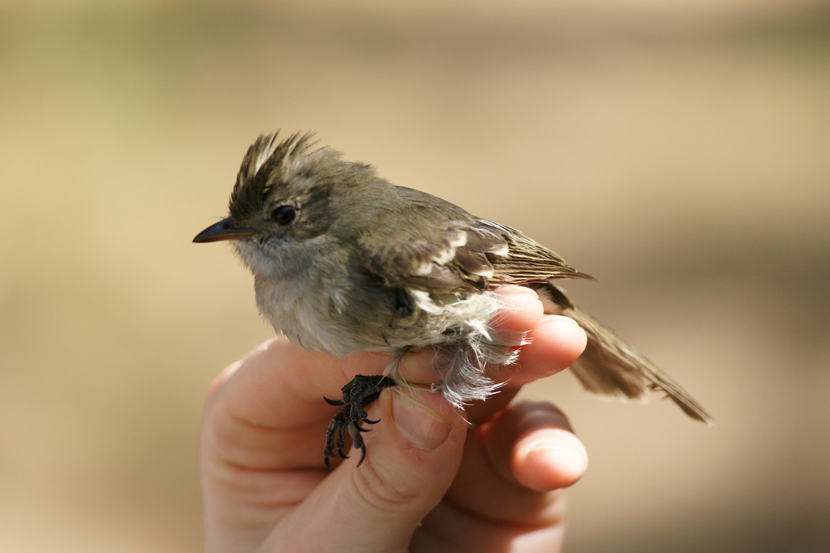 Caribbean Elaenia - Nancy Cox