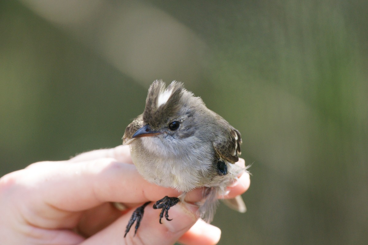 Caribbean Elaenia - ML86684621