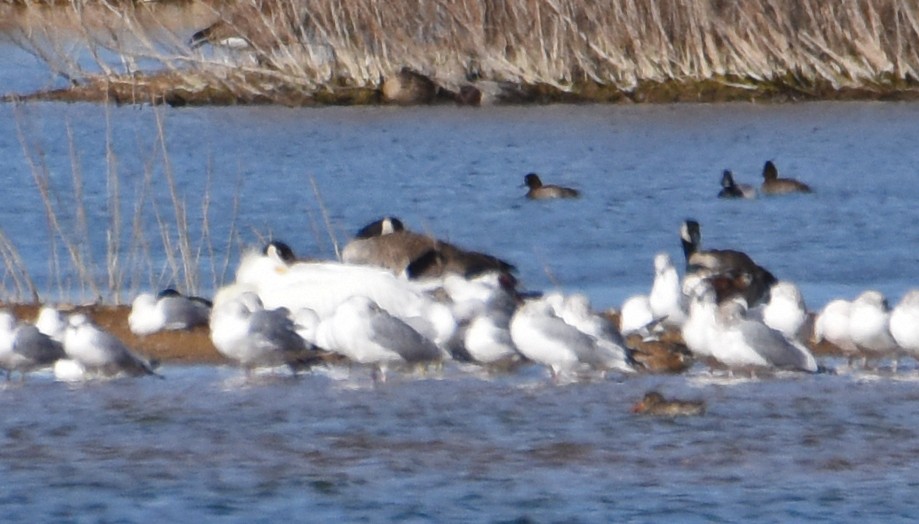 American White Pelican - ML86684771