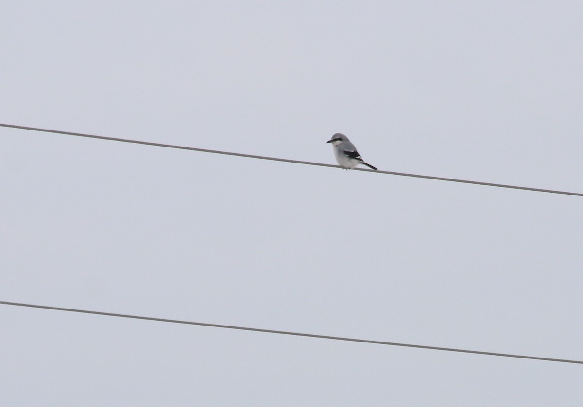 Northern Shrike - ML86685371