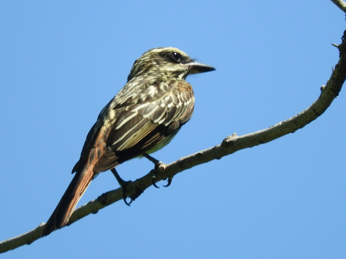 Streaked Flycatcher - ML86686341