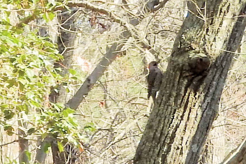 Northern Flicker (Yellow-shafted) - HyeSook Leechor