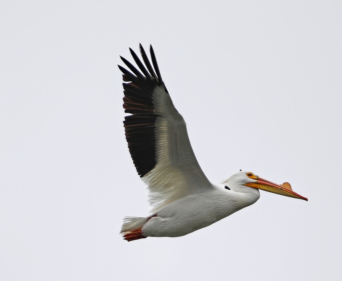 American White Pelican - ML86688031