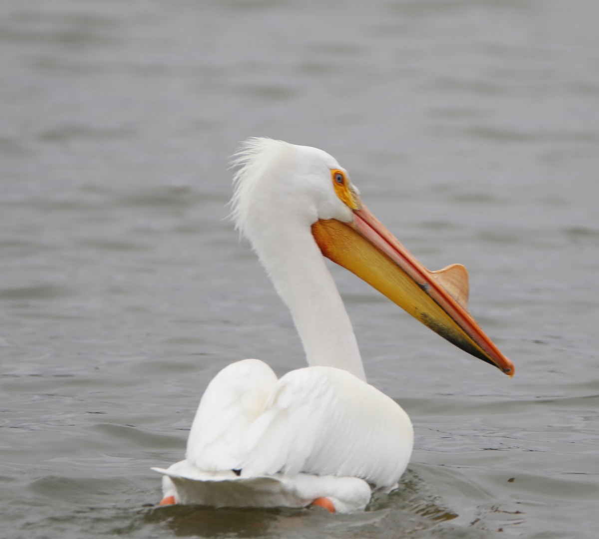 American White Pelican - ML86689191