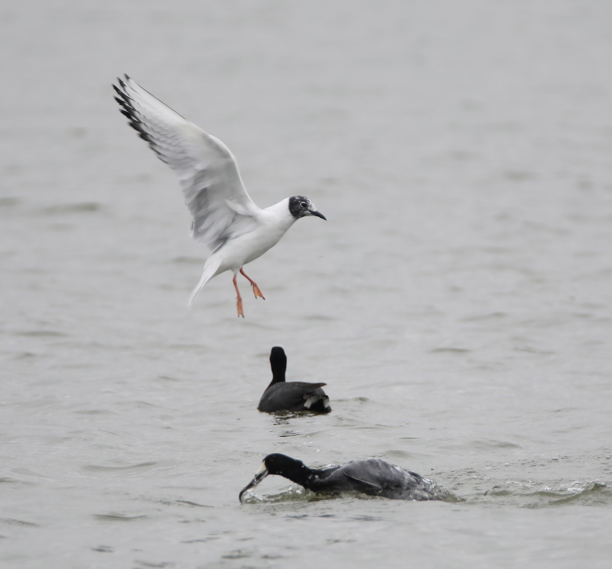 Gaviota de Bonaparte - ML86689611