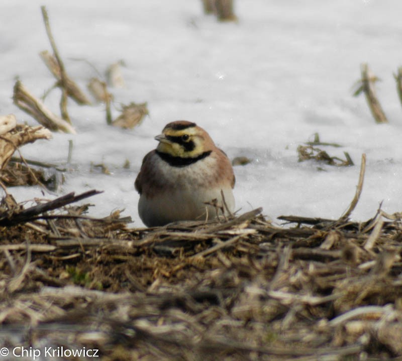 Horned Lark - Chip Krilowicz