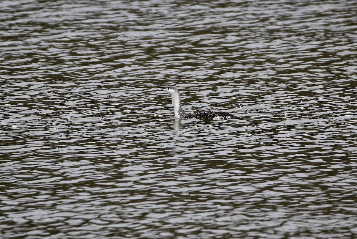 Red-throated Loon - ML86692601