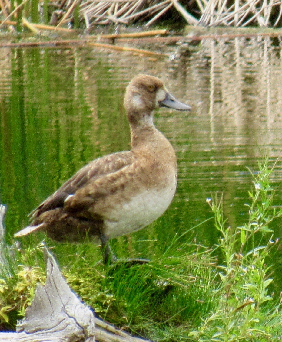 Lesser Scaup - ML86692651