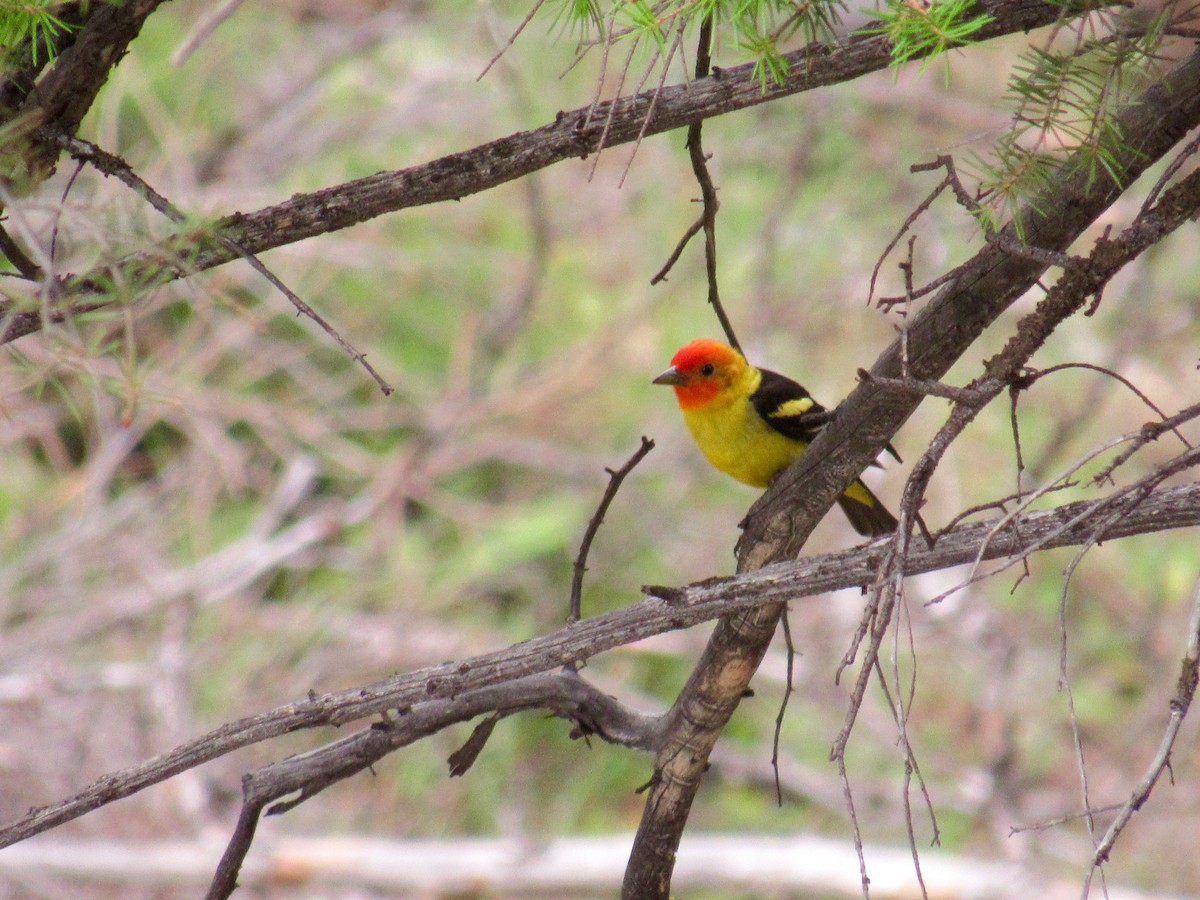 Western Tanager - ML86692831