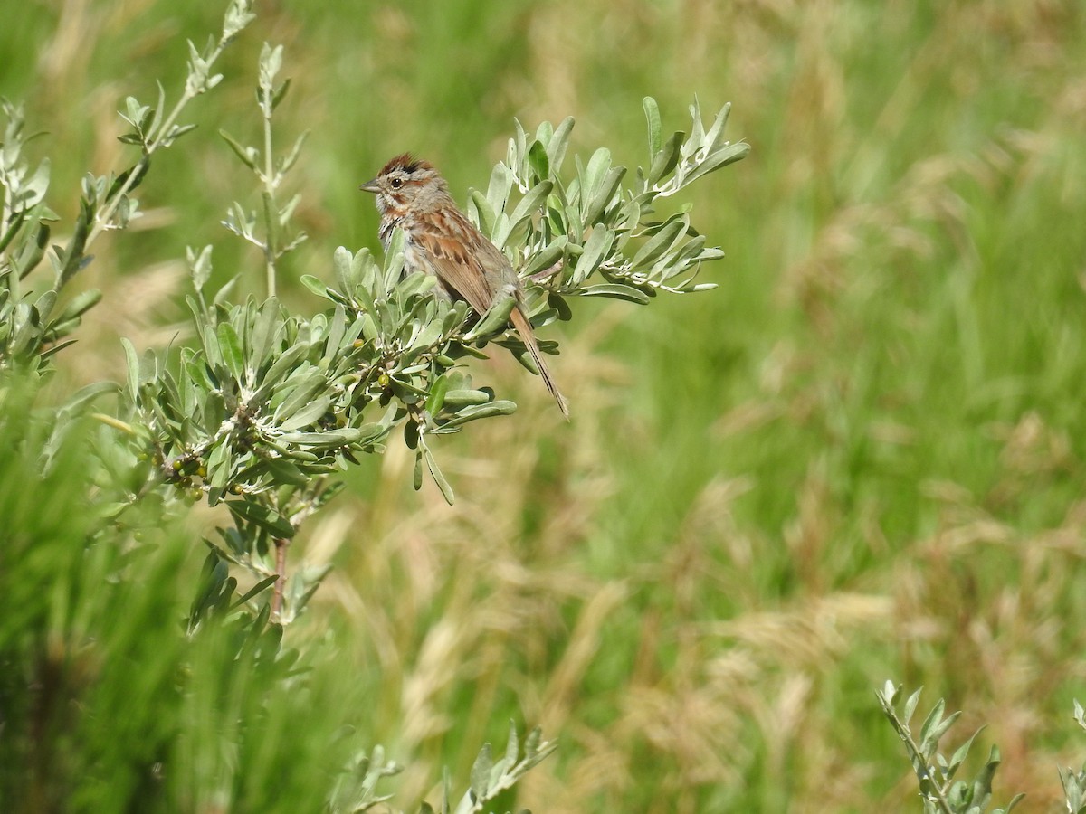 Song Sparrow - ML86692861