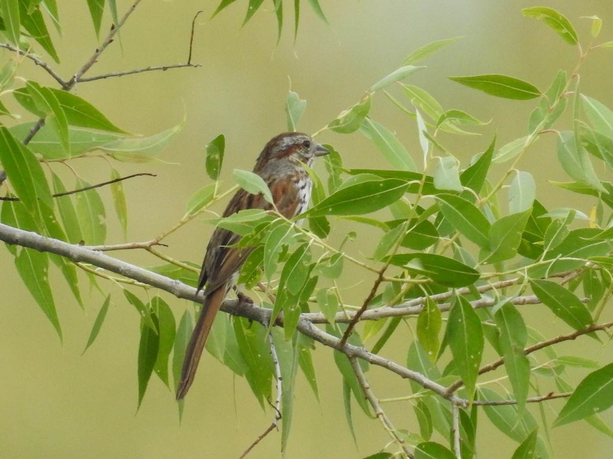 Song Sparrow - ML86692871