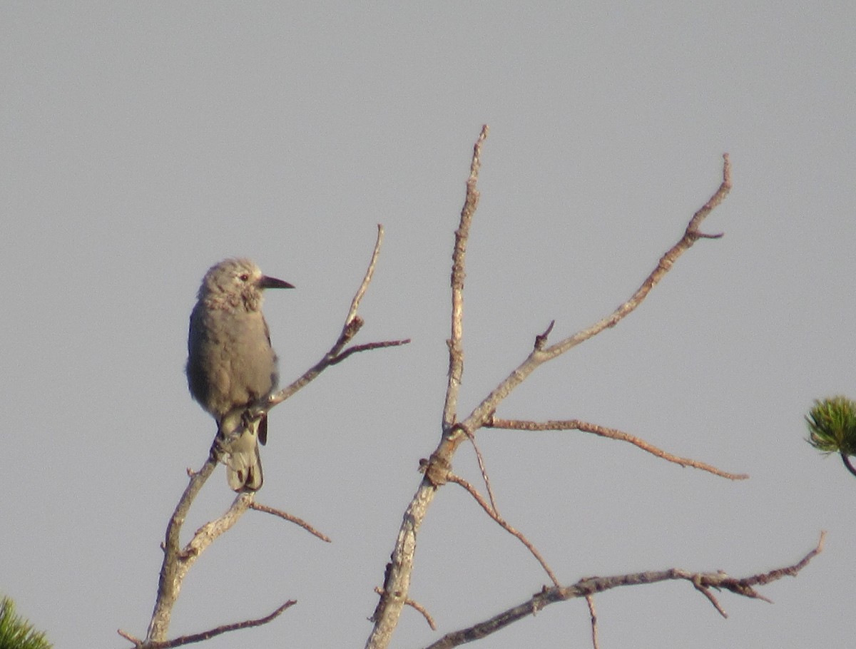 Clark's Nutcracker - ML86693251