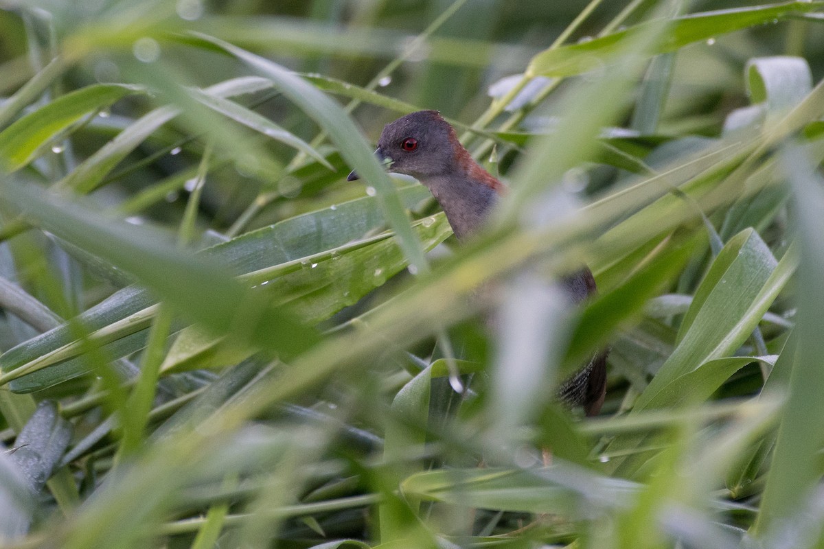 Gray-breasted Crake - ML86693381