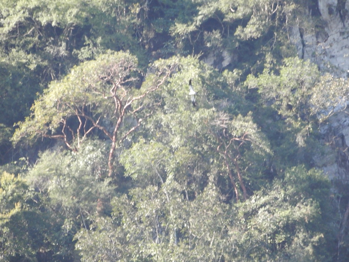Swallow-tailed Kite - ML86693451