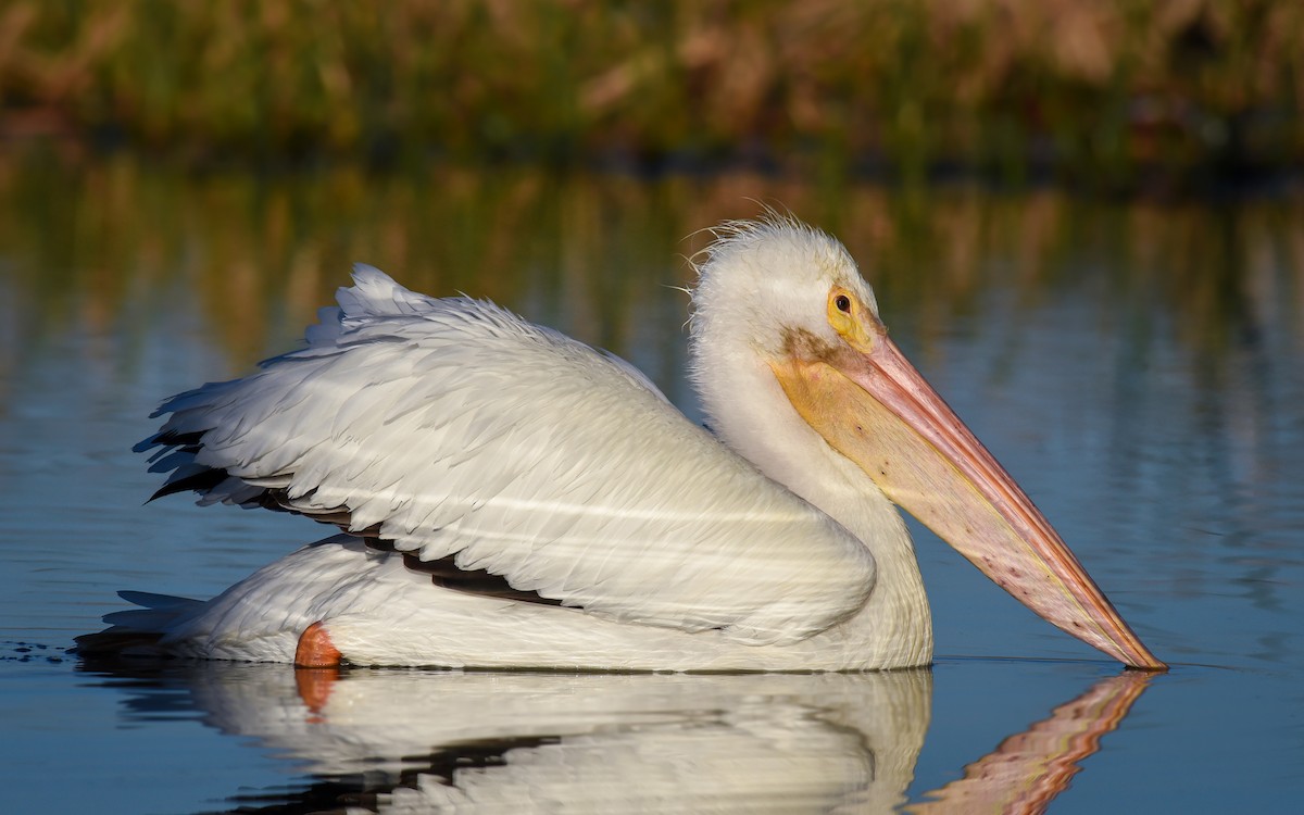 American White Pelican - ML86694821