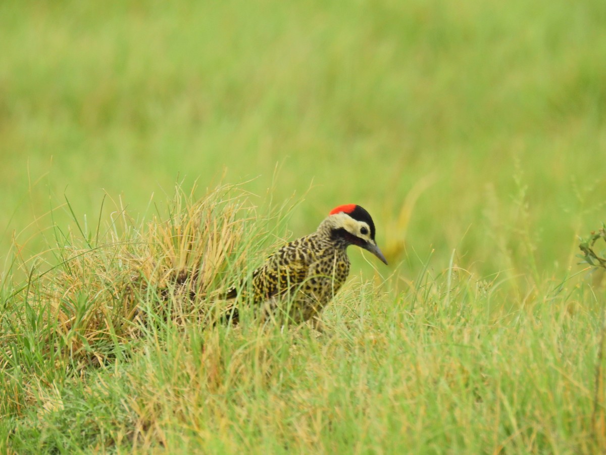 Green-barred Woodpecker - ML86695101