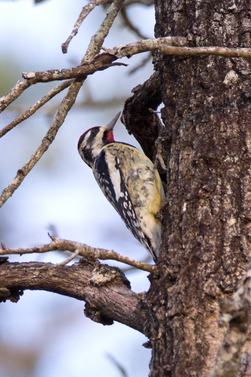 Yellow-bellied Sapsucker - ML86695281