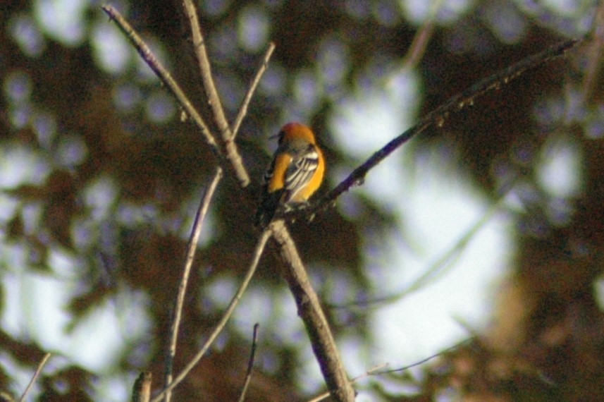 Hooded Oriole - ML86695741