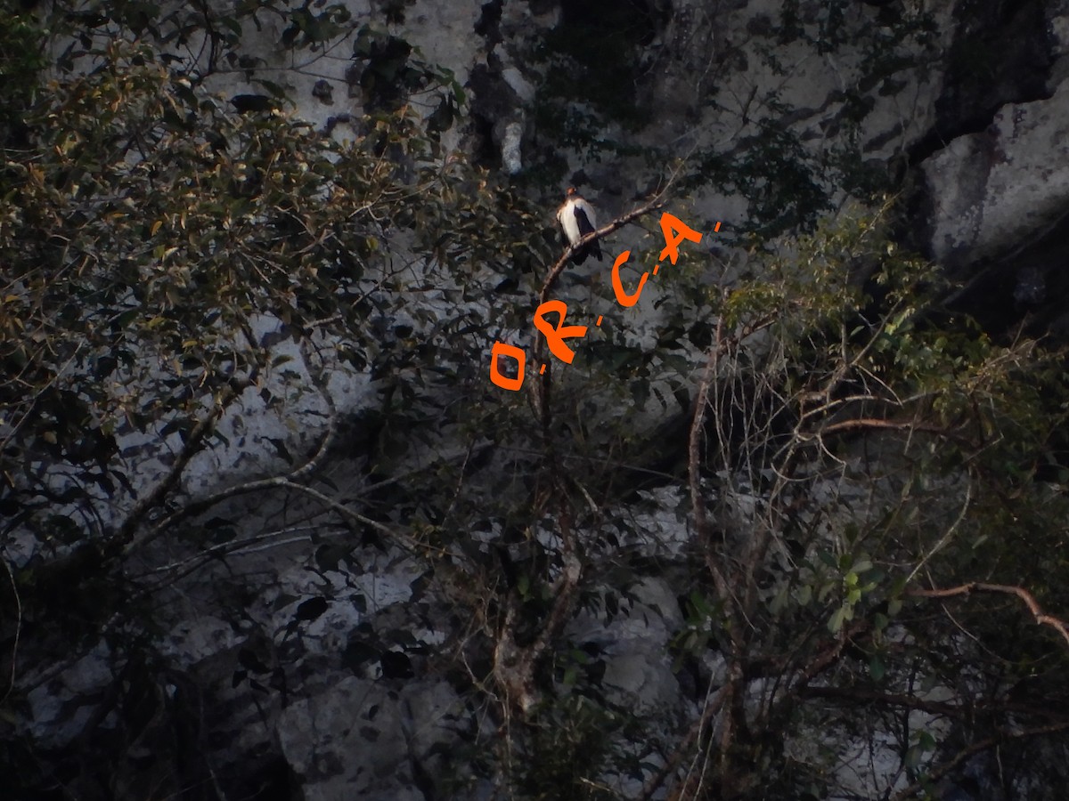 King Vulture - ML86695881