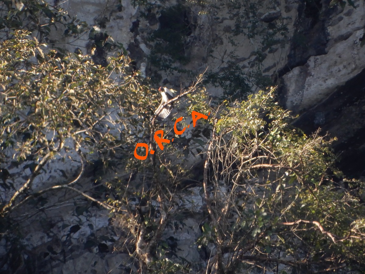 King Vulture - ML86695981