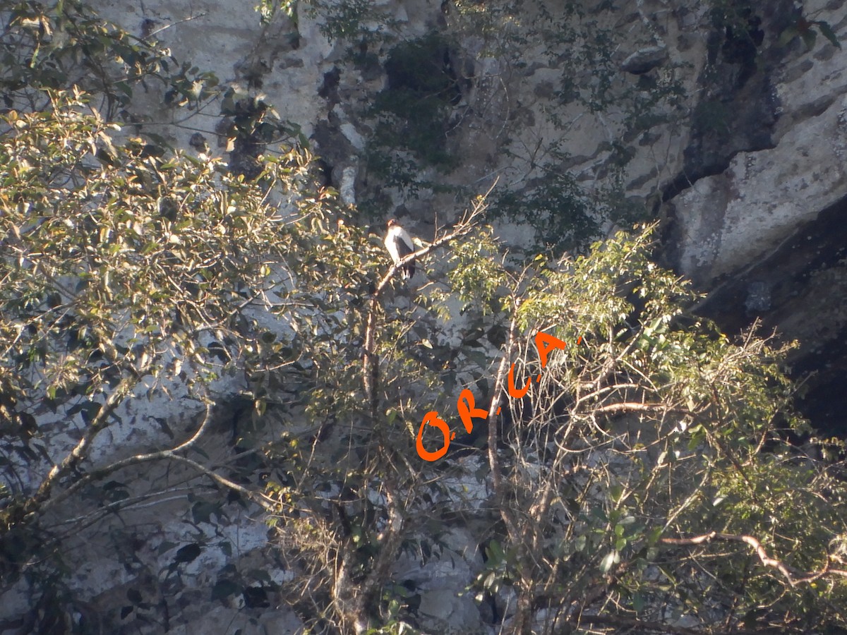 King Vulture - ML86695991