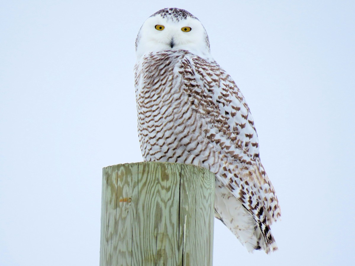 Snowy Owl - ML86696111