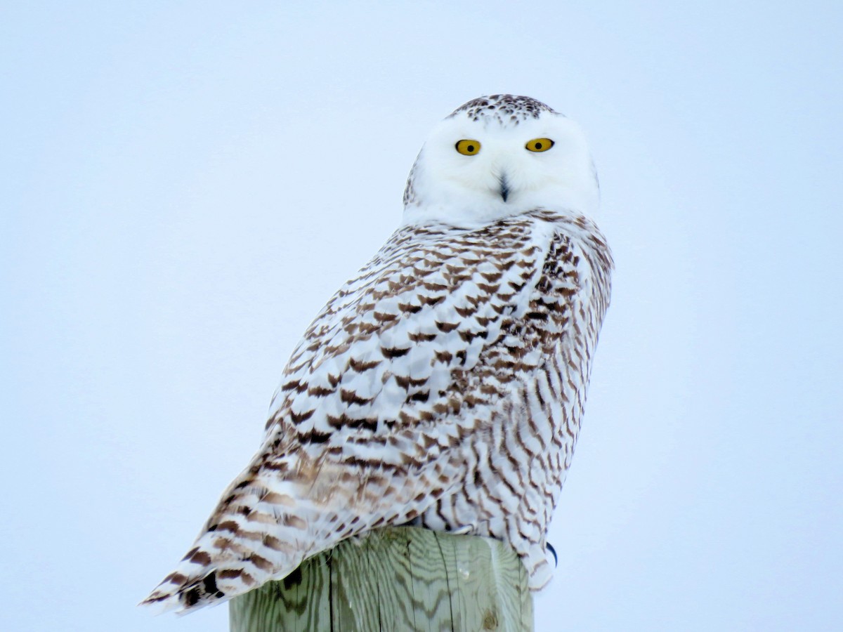 Snowy Owl - ML86696161