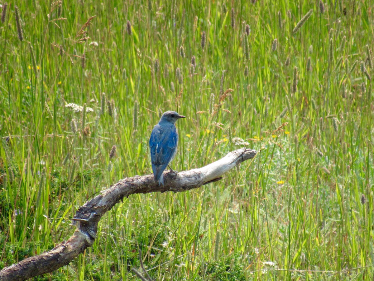 Mountain Bluebird - ML86696961