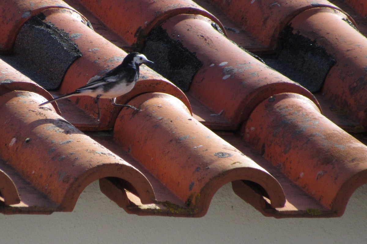 White Wagtail (British) - ML86699021