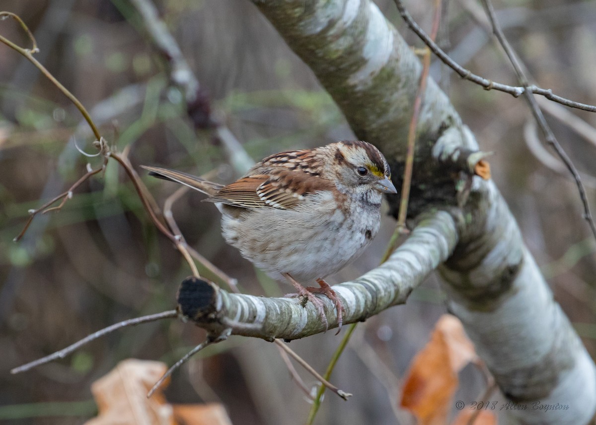 White-throated Sparrow - ML86701151