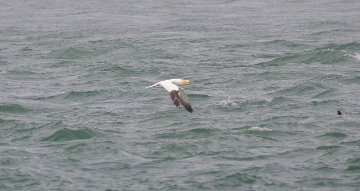 Northern Gannet - Ron Furnish