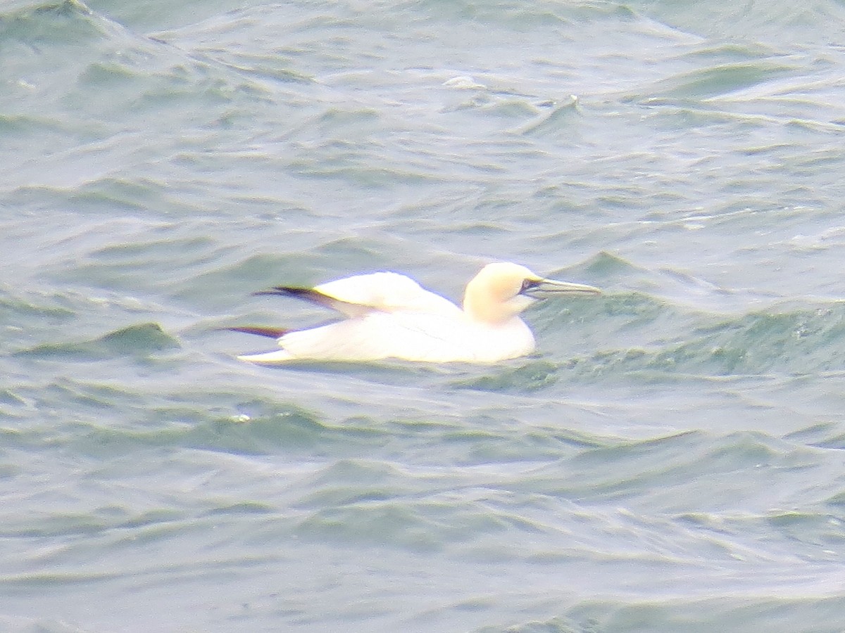 Northern Gannet - Ron Furnish